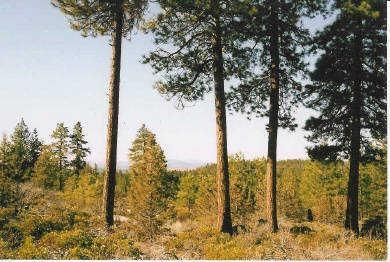 $10,500
2.37 Acres Zoned for home and animals Awesome view! Will Finance.