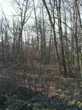 $110,000
Berne, 17.71 acres all wooded land with frontage on St Rd