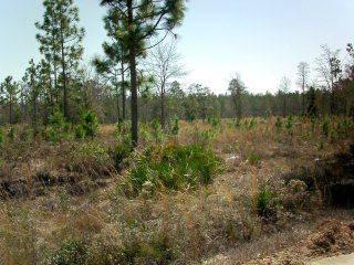 $110,800
Ludowici, VACANT LAND, MOBILE HOMES ARE WELCOME AND HORSES.