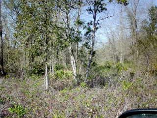 $11,000
Ludowici, VACANT LAND AND MOBILE HOMES ARE WELCOME.
