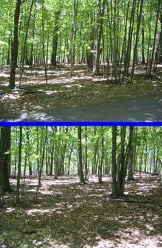 $11,999
Beautiful, Quiet, Wooded, Larger Lot - Nearly 2/3 Acre ! ! !
