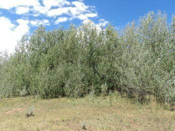 $129,000
Truchas, 3.75 Acres with Water Rights! Easy access through
