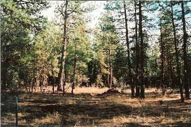 $12,000
2.52 Acres Mostly level. Nicely wooded.