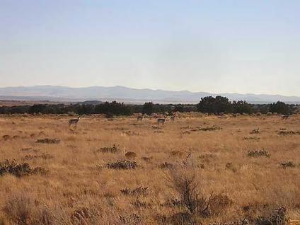 $12,900
Build on 42 acres of ranch land in Saint John's, AZ