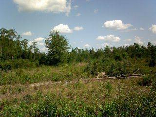 $139,500
Ludowici, OVER 30 ACRES OF HIGH LAND GREAT LOCATION FOR