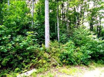 $15,000
12284- 1.11 Acre Wooded Lot