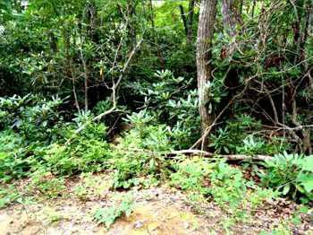 $15,000
12285- 1.025 Acre Wooded Lot