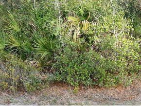 $15,000
Dunnellon, VACANT 1.15 ACRE LOT IN FLORIDA HIGHLANDS.