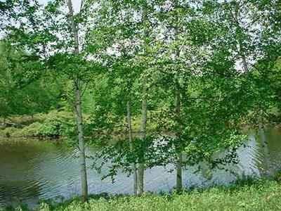 $15,900
Secluded wooded waterfront lot