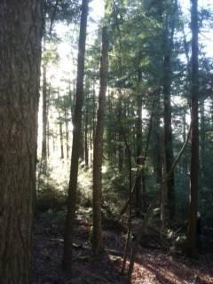 $15,995
Wooded Setting Amidst Old-Growth Pines - 5 Acres