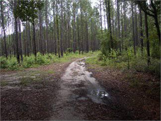 $184,600
92.300000 acres of land for sale in Allendale, South Carolina, United States