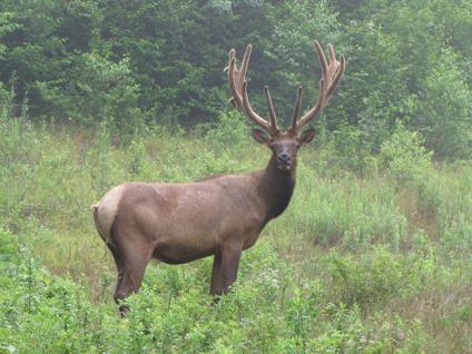 $18,995
Owner Finance Available!! See Elk Grazing! Beautiful Camp Lots