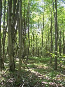 $23,500
14 Acres -- Wooded Hunting Land -- Private -- Near State Land