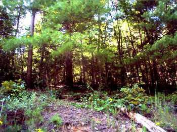 $24,995
12191- Magnificent Lots with Hardwoods
