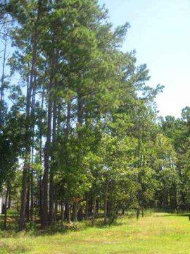 $25,000
LOT 106 Rudder Ct, Conway SC 29526