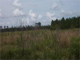 $262,500
187.500000 acres of land for sale in Pineland, South Carolina, United States
