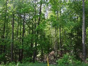 $27,000
1 Acre Lot in Woodstream Estates! (Iredell County)