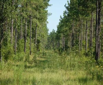 $295,000
Hunting, Timber and Equestrian Land