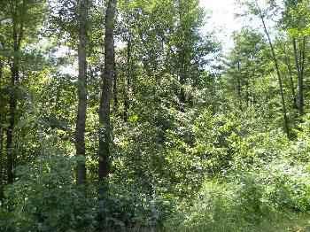 $29,000
Minot, BEAUTIFUL WOODED LOT IN A NICE COUNTRY AREA
