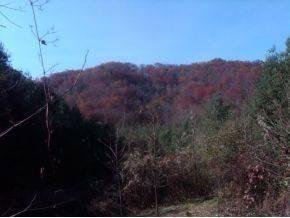 $29,000
Pound, 1.542 Acres on Old Indian Creek Road in of