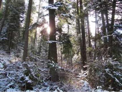 $39,000
10 Acres of Tall Timber