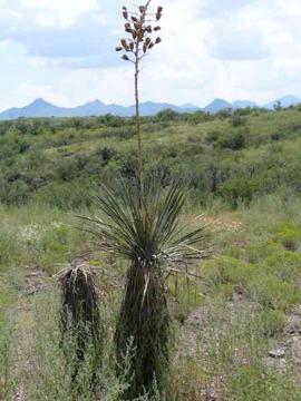 $39,000
Arivaca, Rural Historic , 10 acres on Papalote Was RD in the