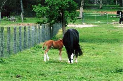 $435,000
Alleyton 4BR 2BA, Beautiful horse enthusiasts dream!