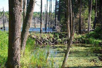 $49,995
33 Acres on Osprey Pond