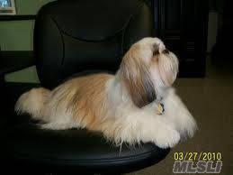 $58,000
Bethpage, Well established (7 yrs) Pet Grooming Salon in