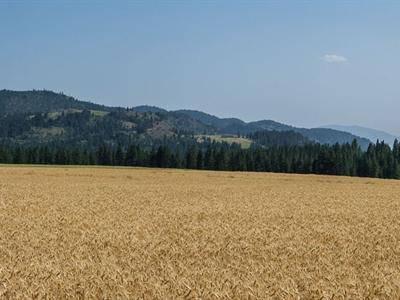 $599,000
Magnificent farm sitting just above the Kettle River Valley