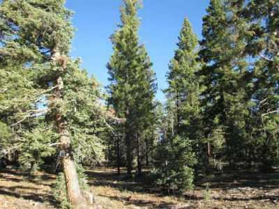 $59,000
Wonderful Duck Creek Pines Lot