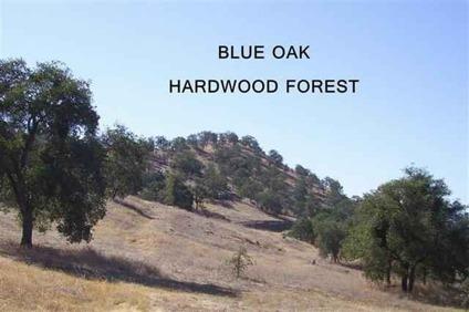 $59,950
Squaw Valley, Quaint 5.07 acres (per county)of Blue Oak