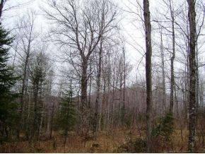 $64,900
16 acres secluded parcel of land surrounded by wildlife! (1,2,3Gore)