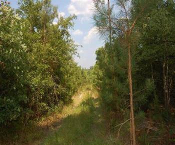$69,000
Hunting & Timber Investment