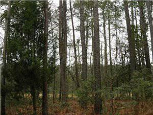 $70,000
Summerville, Build your dream home on this private lot in