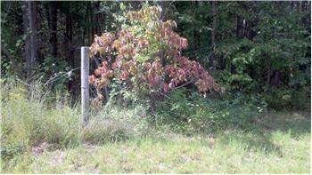 $71,000
Acreage for Sale, Pickens County GA :11-Acres +/- Only $71,000!