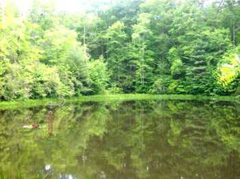 $73,000
12168- Private 5.84 Acres with Beautiful Pond Frontage