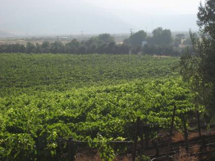 $750,000
Vineyard in Ensenada, Mexico