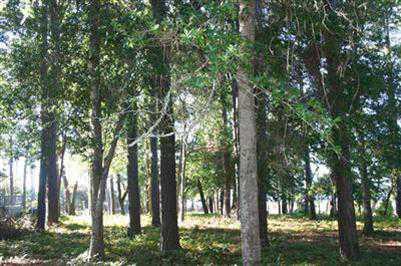 $75,000
Bolivia, Come build your dream home on this beautiful wooded
