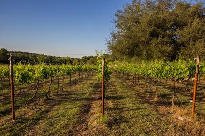 $885,000
Turnkey Vineyard with Hill Country Home on Private 24 ac