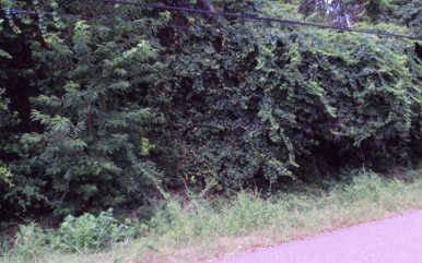 $89,000
Fernandina Beach, *** .31 Acre buildable residential lot on