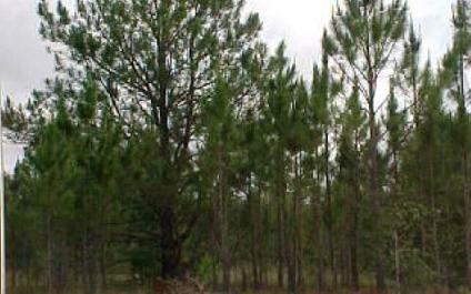 $90,000
Madison, 21 ac's of planted pines, where game is abound Just