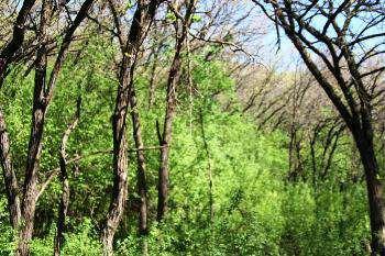 $91,000
Rock Valley, Fully treed with large oak trees and rolling