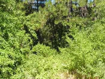 $95,000
Grass Valley, Nice Western facing lot in City limits of with
