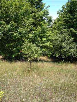 Kalkaska, . Beautiful 2.75 acre parcel. Rolling and hilly