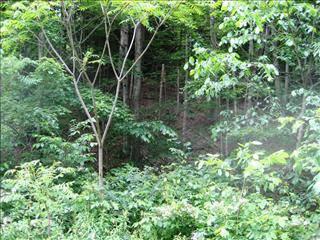 Moravia, Two acre wooded parcel. 525 feet of frontage on