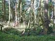 $159,950
Ravensdale 6.75 acres (approx. 898' X 651'). Two building sites available.