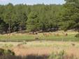 $69,000
10 acres of Ponderosa Pine Forest