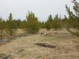 $733,000
640.32AC Tract of Timber Land with Marketable Timber