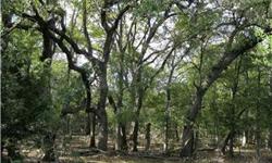 Two adjacent lots full of beautiful Oaks just waiting for you to build your hill country dream home. End of cul-de-sac privacy and located just down the street from the neighborhood's private Blanco River park. River Mountain Ranch is an exclusive